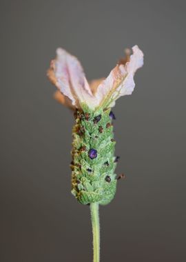 Lavandula flowering macro