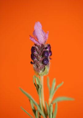 Lavandula flower blossoms