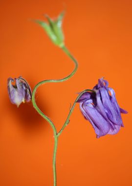 Aquilegia flower close up