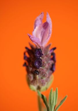 Lavandula flower blossoms