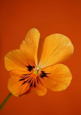 Orange viola flower macro