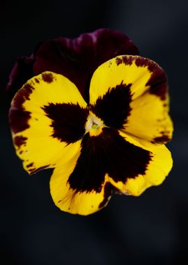 Colorful viola flowering