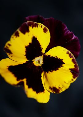 Colorful viola flowering