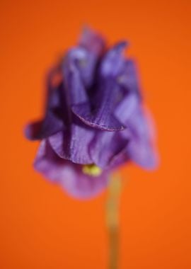 Aquilegia flower close up