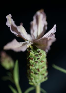 Lavandula flower close up