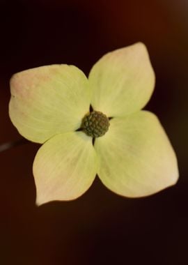 Cornus flower blossoming