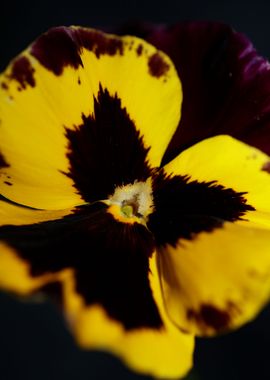 Colorful viola flowering