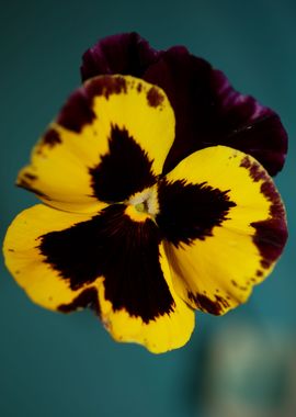 Colorful viola flowering