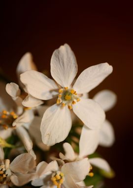 White choisya flower macro