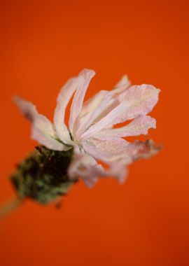 Lavandula flowering macro