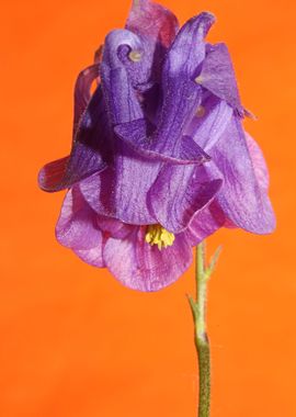 Aquilegia flowering macro