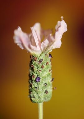 Lavandula flower blossom