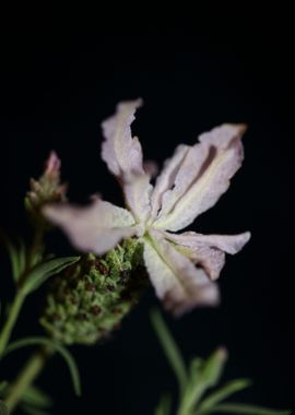 Lavandula flower blossom