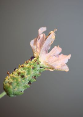 Lavandula flower close up