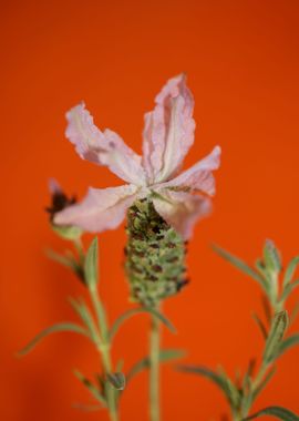 Lavandula flowering macro