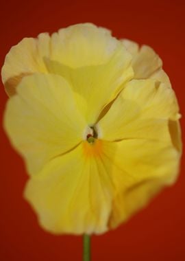 Yellow viola flower macro