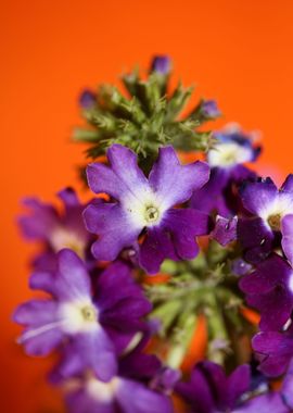 Verbena flower blossoming