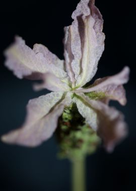 Lavandula flower blossom