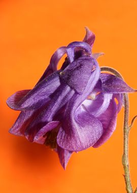 Aquilegia flower close up