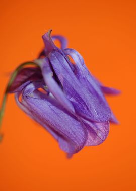 Aquilegia flowering macro