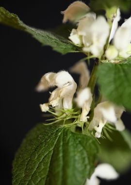 Lamium flower blossomming