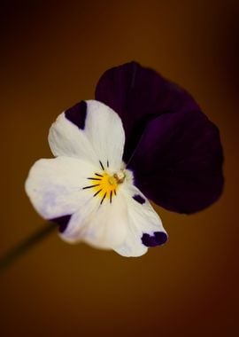 Viola flower blossoming