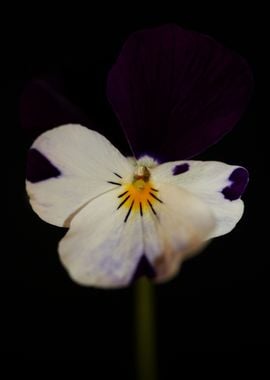 Colorful viola flowering