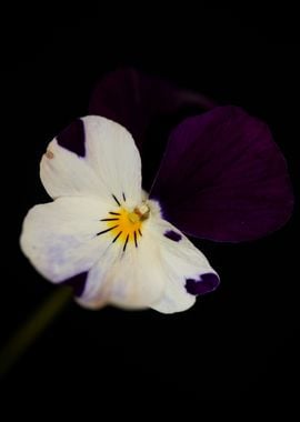 Colorful viola flowering