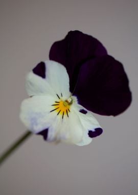 Viola flower blossoming