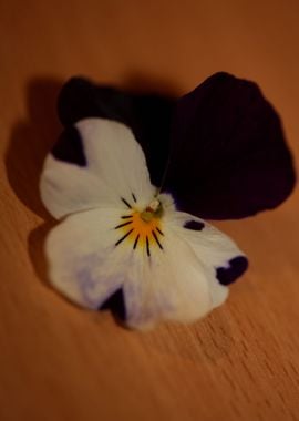 Viola flowering close up