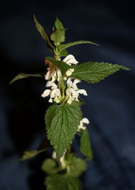 Lamium album flower macro