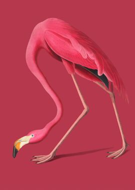 Pink Flamingo