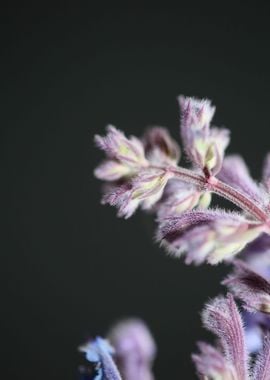 Nepeta flower blossoming