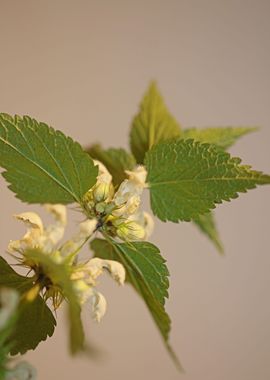 Lamium album flower macro