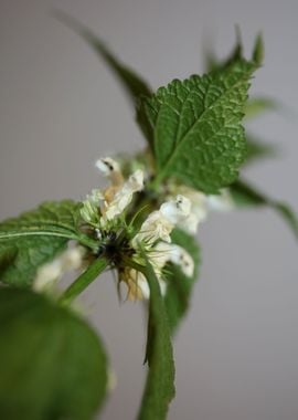 Lamium flower blossomming