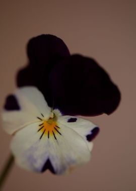 Viola flowering close up