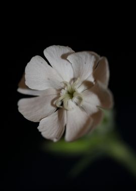 Silene flower blossoming