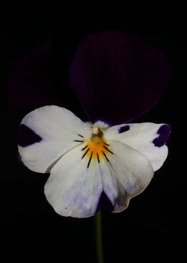 Viola flowering close up