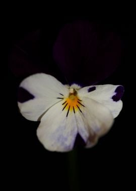 Colorful viola flowering