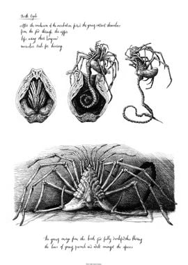 Birth Cycle Alien Sketch