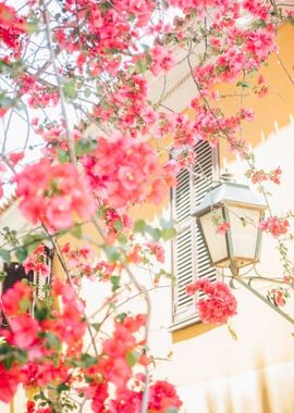 Lantern and Flowers