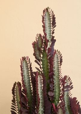 Rubra Cactus Delicado 1 