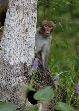 Wild Macaque