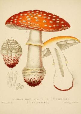 Amanita muscaria Linn