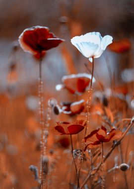 Red field poppies in glade