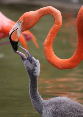 Flamingo