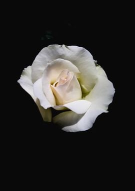 Single white rose