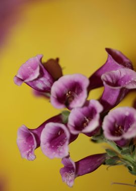 Purple flowering close up