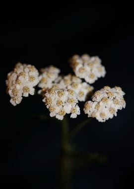 White flower blossom macro