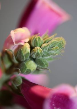 Purple flowering close up